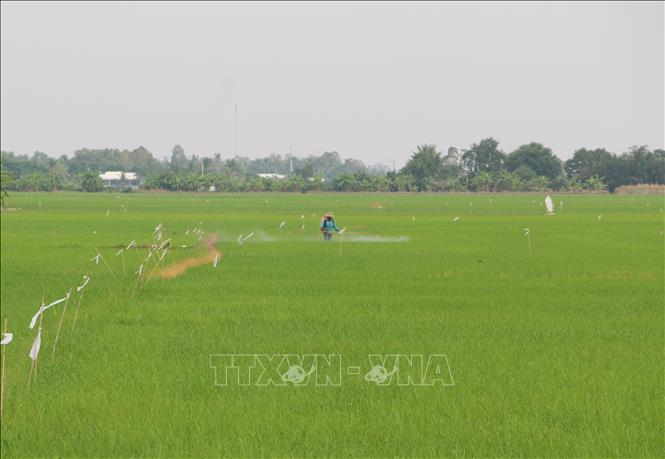 Nông dân Cà Mau phun thuốc bảo vệ thực vật, phòng ngừa sâu bệnh cho lúa. Ảnh: Tuấn Kiệt – TTXVN