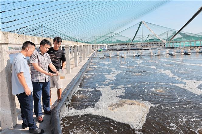 Cán bộ Chi cục Biển đảo và Thủy sản Thanh Hoá hỗ trợ, kiểm tra và tư vấn cho hộ nuôi tôm tại phường Ngọc Sơn, tỉnh Thanh Hoá. Ảnh: Lê Đông - TTXVN