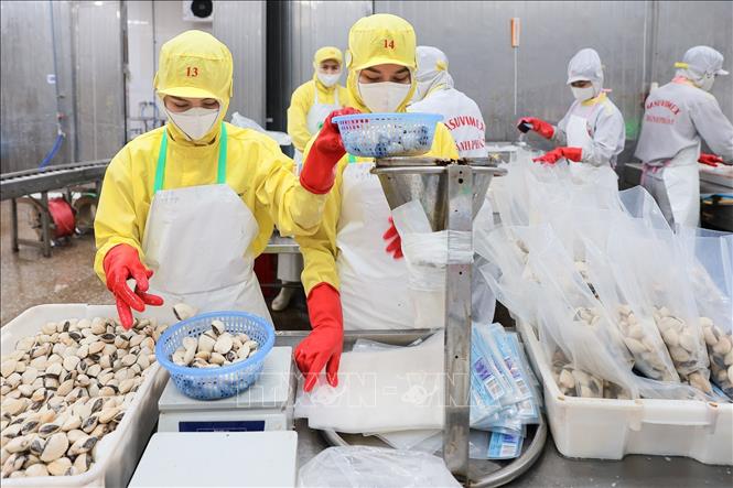 Quy trình đóng gói tại nhà máy chế biến thuỷ sản của Công ty Cổ phần XNK Thuỷ sản Thanh Hoá được thực hiện khép kín, đáp ứng tiêu chuẩn HACCP. Ảnh: Lê Đông - TTXVN