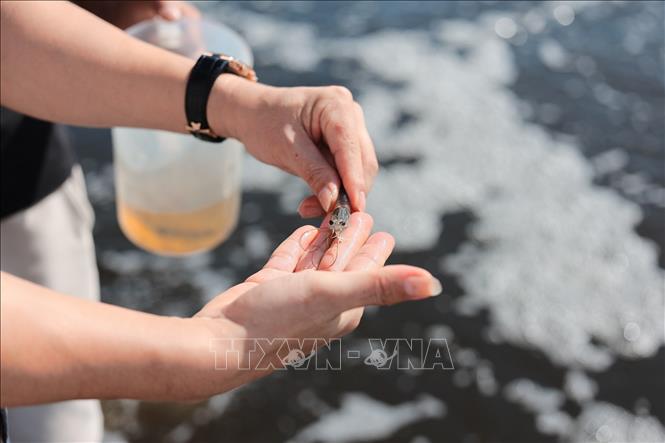 Cán bộ Chi cục Biển đảo và Thủy sản Thanh Hoá hỗ trợ, kiểm tra và tư vấn cho hộ nuôi tôm tại phường Ngọc Sơn, tỉnh Thanh Hoá. Ảnh: Lê Đông - TTXVN