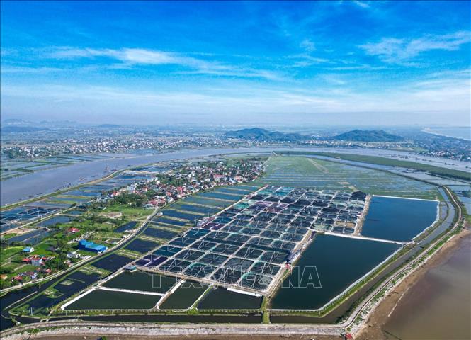 30ha nuôi trồng thuỷ sản của Công ty CPTM Cảnh Long, phường Ngọc Sơn, tỉnh Thanh Hoá. Ảnh: Lê Đông - TTXVN