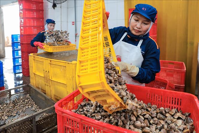 Làm sạch ngao tại nhà máy Công ty CP XNK Thuỷ sản Thanh Hoá, bảo đảm sản phẩm đạt tiêu chuẩn xuất khẩu. Ảnh: Lê Đông - TTXVN