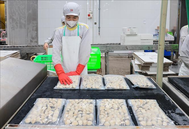 Quy trình đóng gói thủy sản tại nhà máy chế biến của Công ty CP XNK Thuỷ sản Thanh Hoá được thực hiện khép kín, đáp ứng tiêu chuẩn HACCP. Ảnh: Lê Đông - TTXVN