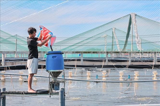 Ứng dụng công nghệ tự động cho ăn, giúp giảm chi phí và tăng năng suất nuôi tôm tại Công ty CPTM Cảnh Long, phường Ngọc Sơn, tỉnh Thanh Hoá. Ảnh: Lê Đông - TTXVN