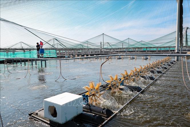 Ứng dụng công nghệ tự động cho ăn, giúp giảm chi phí và tăng năng suất nuôi tôm tại Công ty CPTM Cảnh Long, phường Ngọc Sơn, tỉnh Thanh Hoá. Ảnh: Lê Đông - TTXVN