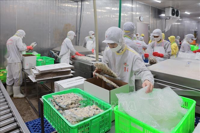 Quy trình đóng gói tại nhà máy chế biến của Công ty CP XNK Thuỷ sản Thanh Hoá được thực hiện khép kín, đáp ứng tiêu chuẩn HACCP. Ảnh: Lê Đông - TTXVN