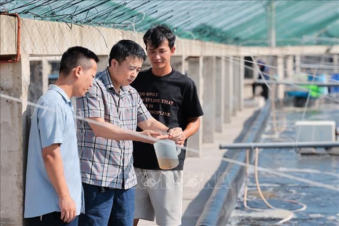 Cán bộ Chi cục Biển đảo và Thủy sản Thanh Hoá hỗ trợ, kiểm tra và tư vấn cho hộ nuôi tôm tại phường Ngọc Sơn, tỉnh Thanh Hoá. Ảnh: Lê Đông - TTXVN