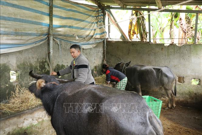 Đưa gia súc vào chuồng trại chăm sóc trong những ngày rét đậm, rét hại. Ảnh: Hồng Ninh-TTXVN
