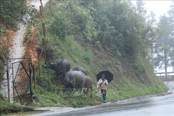 Đưa gia súc từ vùng cao xuống vùng thấp để tránh rét. Ảnh: Hồng Ninh-TTXVN