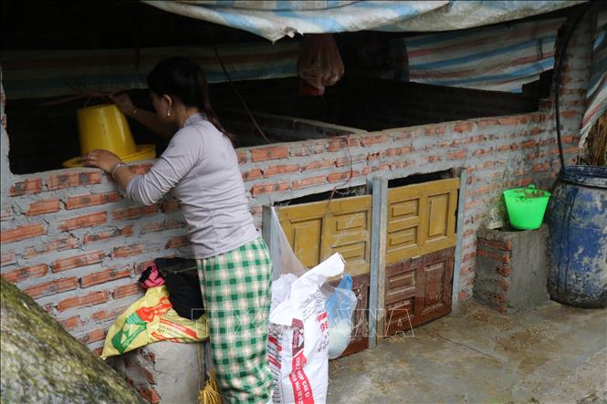 Bổ sung thức ăn cho gia súc ăn tăng cường sức đề kháng trước rét đậm, rét hại. Ảnh: Hồng Ninh-TTXVN