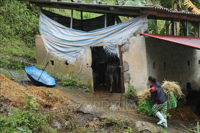 Bổ sung rơm cho gia súc ăn để tăng cường sức đề kháng trước rét đậm, rét hại. Ảnh: Hồng Ninh-TTXVN