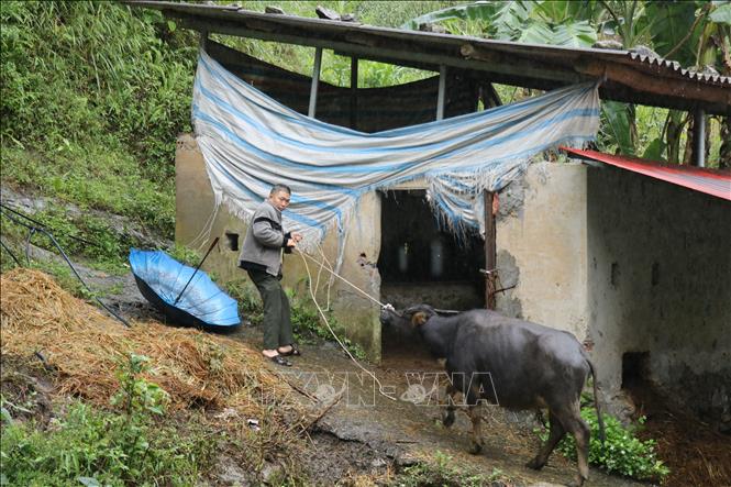 Đưa gia súc vào chuồng trại chăm sóc trong những ngày rét đậm, rét hại. Ảnh Hồng Ninh-TTXVN