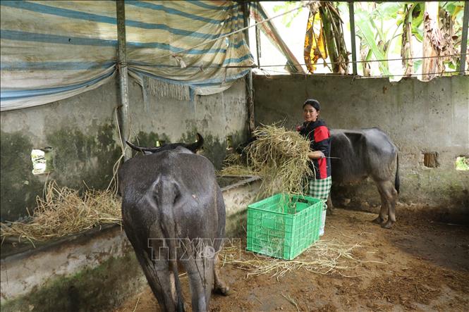 Bổ sung rơm cho gia súc ăn để tăng cường sức đề kháng trước rét đậm, rét hại. Ảnh: Hồng Ninh-TTXVN
