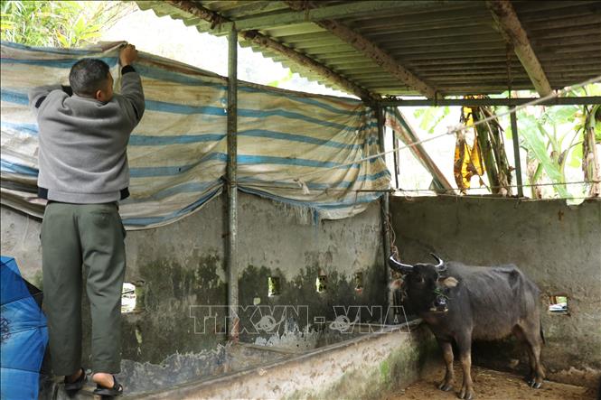 Che chắn chuồng trại chống rét cho gia súc trong những ngày rét đậm, rét hại. Ảnh: Hồng Ninh-TTXVN