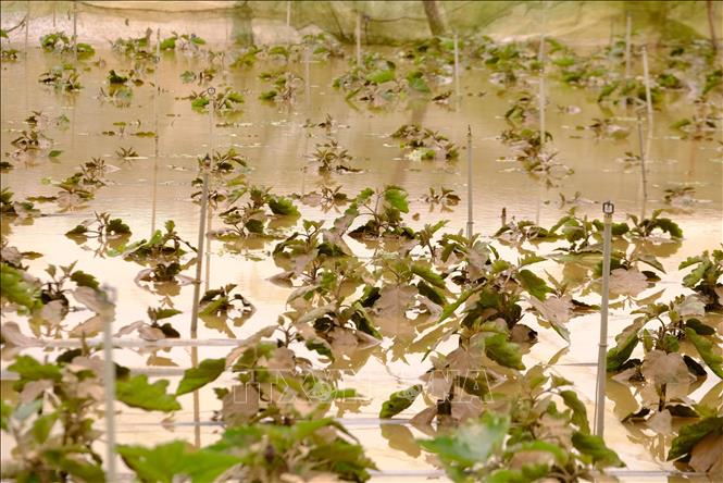 Theo thống kê, đến ngày 19/11/2025, khoảng 360 ha cây trồng, chủ yếu là rau màu trên địa bàn các xã D’Ran, Ka Đô, Đơn Dương, Quảng Lập bị thiệt hại do mưa lũ. Ảnh: Nguyễn Dũng – TTXVN 