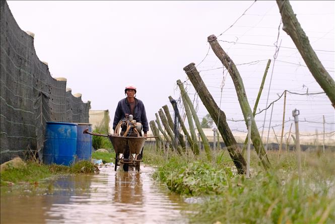 Nhà vườn tranh thủ dọn dẹp nông cụ, vật tư nông nghiệp khi nước lũ rút dần để chuẩn bị tái sản xuất. Ảnh: Nguyễn Dũng – TTXVN