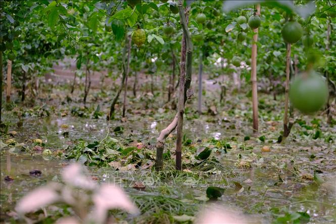 Vườn chanh dây xuất khẩu của nhà vườn tại xã Ka Đô (Lâm Đồng) có nguy cơ thiệt hại do ngập trong nước lũ hai ngày qua. Ảnh: Nguyễn Dũng – TTXVN