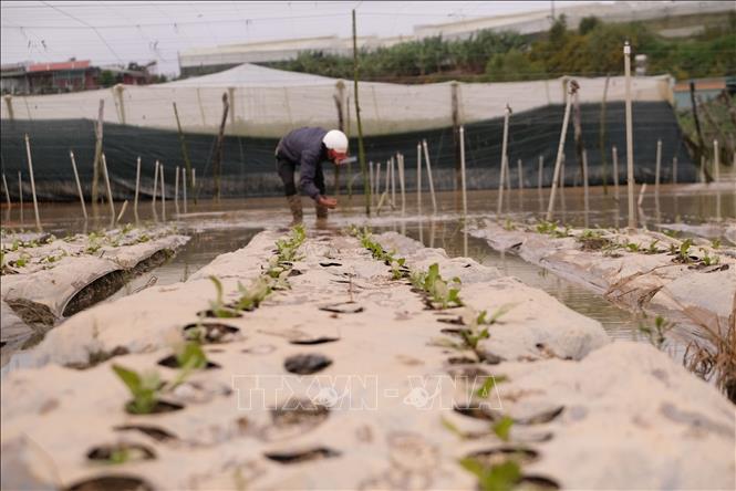 Theo thống kê, đến ngày 19/11/2025, khoảng 360 ha cây trồng, chủ yếu là rau màu trên địa bàn các xã D’Ran, Ka Đô, Đơn Dương, Quảng Lập (khu vực huyện Đơn Dương cũ) bị thiệt hại do mưa lũ. Ảnh: Nguyễn Dũng – TTXVN 