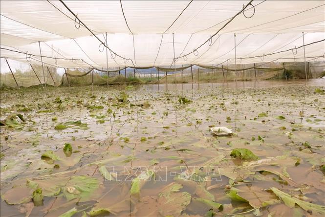 Vườn rau cải xanh của nhà vườn xã Ka Đô (Lâm Đồng) bị ngập trắng do nước lũ trên sông Đa Nhim dâng cao. Ảnh: Nguyễn Dũng – TTXVN