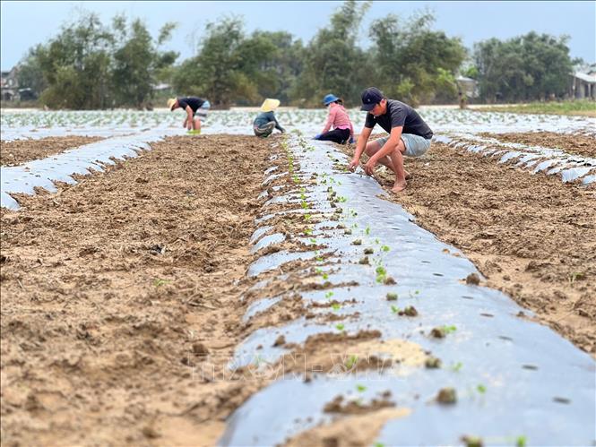 Người nông dân xã Đại Lộc (thành phố Đà Nẵng) tất bật xuống giống cây trồng ngay sau lũ. Ảnh: Khoa Chương - TTXVN