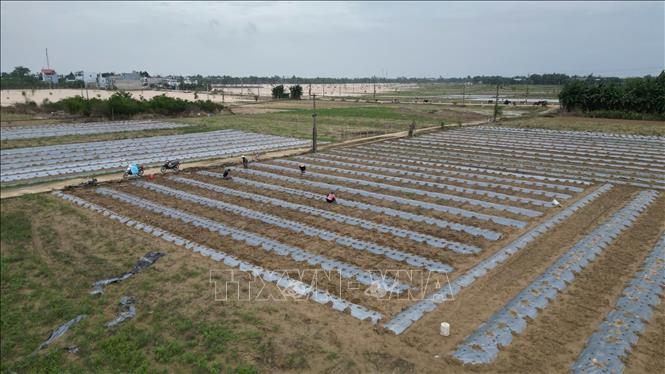 Vùng rau sạch theo mô hình VietGAP lớn nhất của xã Đại Lộc (thành phố Đà Nẵng) dần được khôi phục. Ảnh: Khoa Chương - TTXVN 