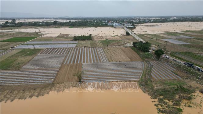 Vùng rau sạch theo mô hình VietGAP lớn nhất của xã Đại Lộc (thành phố Đà Nẵng) dần được khôi phục. Ảnh: Khoa Chương - TTXVN 