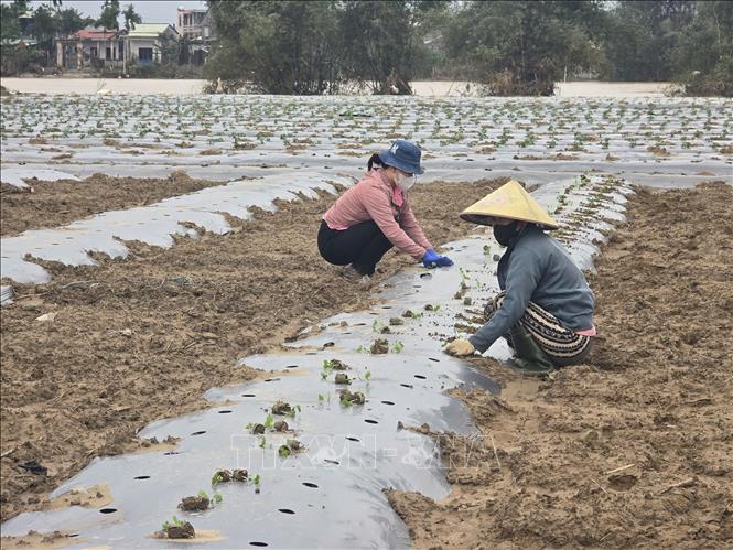 Người nông dân xã Đại Lộc (thành phố Đà Nẵng) tất bật xuống giống cây trồng với hi vọng vớt vát sau lũ. Ảnh: Khoa Chương - TTXVN