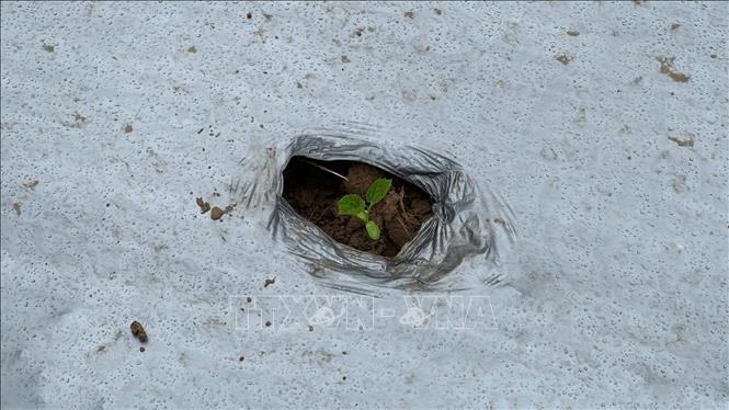 Những mầm xanh được ươm mầm nơi 