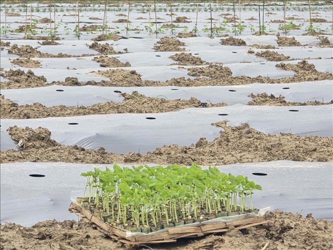 Những mầm xanh được ươm mầm nơi 