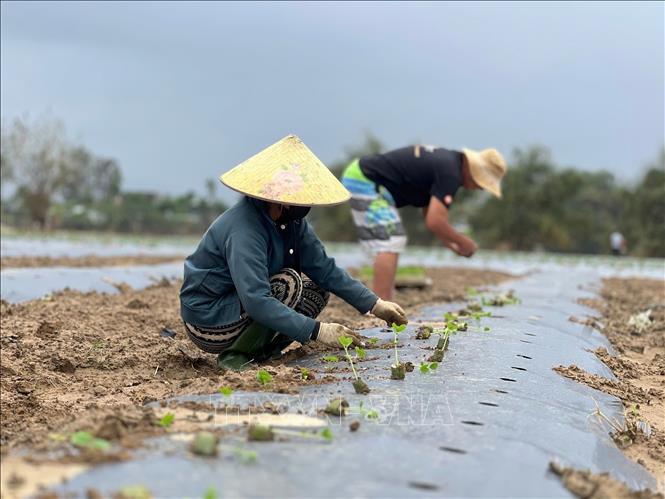 Người nông dân xã Đại Lộc (thành phố Đà Nẵng) tất bật xuống giống cây trồng với hi vọng vớt vát sau lũ. Ảnh: Khoa Chương - TTXVN