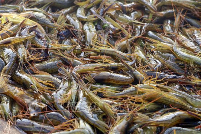 Tôm được đánh bắt ngoài khơi Betsukai, Hokkaido, Nhật Bản. Ảnh: Kyodo/TTXVN