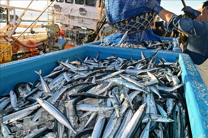 Cá được vận chuyển về cảng Onahama ở Iwaki, tỉnh Fukushima, Nhật Bản. Ảnh: Kyodo/TTXVN
