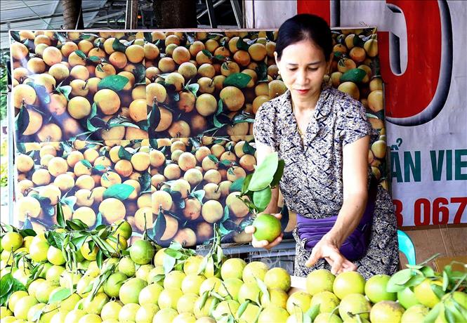 Các hộ kinh doanh tại xã Cao Phong phấn khởi với cam Cao Phong được giá. Ảnh: Thanh Hải - TTXVN