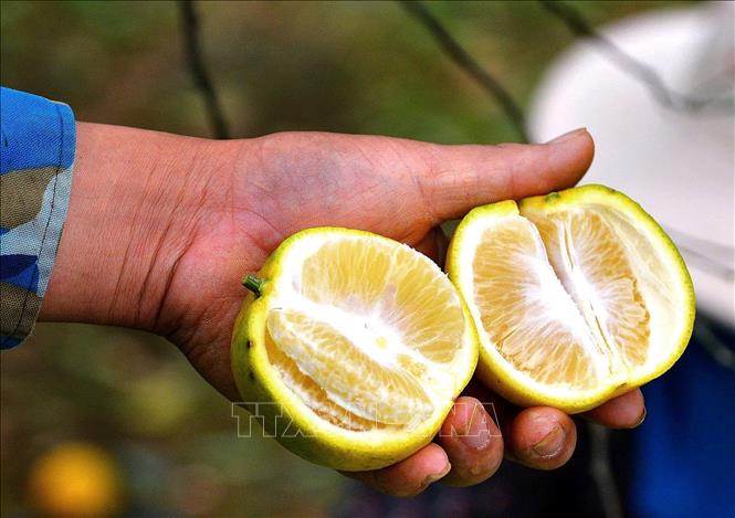 Cam Cao Phong năm 2025 vỏ mỏng, có vị ngọt đặc trưng. Ảnh: Thanh Hải - TTXVN