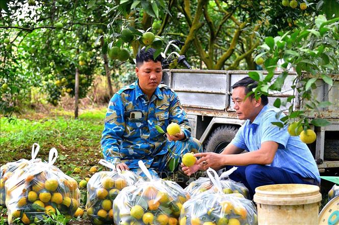 Cán bộ nông nghiệp xã hướng dẫn người dân phân loại cam Cao Phong. Ảnh: Thanh Hải - TTXVN  