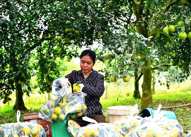 Người dân bán cam Cao Phong tại vườn cho các thương lái và khách đến tham quan. Ảnh: Thanh Hải - TTXVN