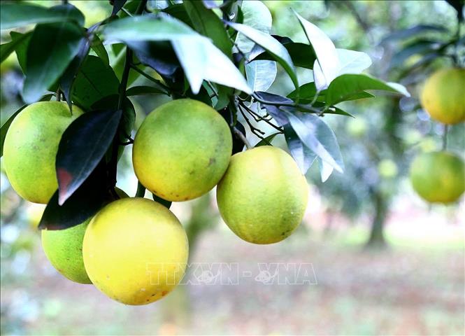 Mẫu mã cam Cao Phong đẹp và chất lượng đạt chuẩn theo quy định. Ảnh: Thanh Hải - TTXVN 