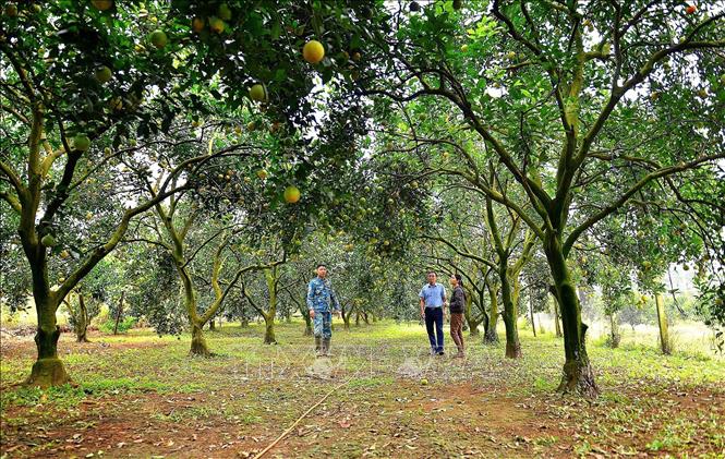 Cam Cao Phong nặng chĩu quả, vàng óng cả khu vườn. Ảnh: Thanh Hải - TTXVN  