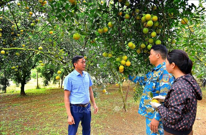 Cán bộ nông nghiệp hướng dẫn người dân thu hoạch cam Cao Phong. Ảnh: Thanh Hải - TTXVN