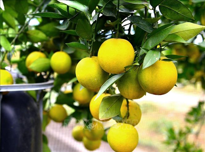 Cam Cao Phong vụ năm 2025 được mùa với những chùm cam chĩu nặng. Ảnh: Thanh Hải - TTXVN 