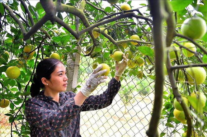 Chủ vườn phấn khởi thu hoạch cam Cao Phong năm 2025 được mua. Ảnh: Thanh Hải - TTXVN 