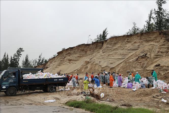 Lực lượng vũ trang và nhân dân khẩn trương đóng các bao cát để gia cố bờ kè An Lương. Ảnh: Anh Dũng – TTXVN