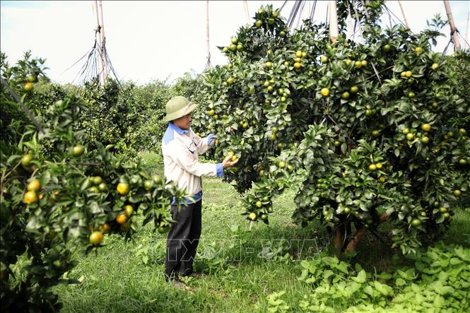 Anh Leo Văn Tươi chăm sóc vườn cam. Ảnh: Danh Lam -TTXVN 
