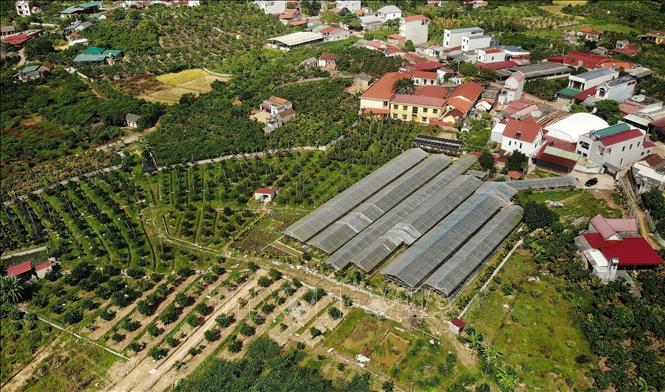 Toàn cảnh vườn cây nhà anh Leo Văn Tươi ở xã Kiên Lao (tỉnh Bắc Ninh) gồm nhà màng trồng nho sữa Hàn Quốc, vườn cam và táo. Ảnh: Danh Lam -TTXVN 