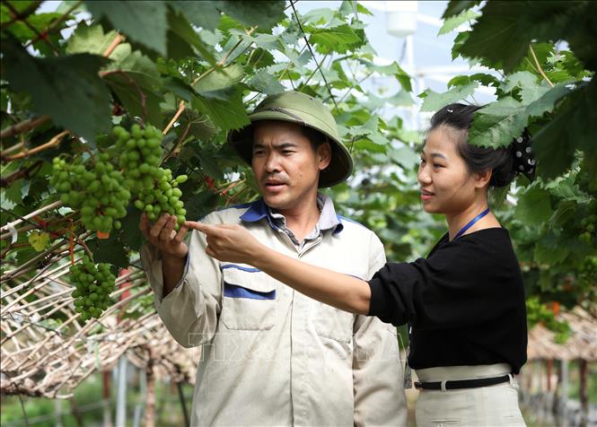 Anh Leo Văn Tươi cùng cán bộ xã Kiên Lao kiểm tra chất lượng giống Nho sữa Hàn Quốc. Ảnh: Danh Lam -TTXVN