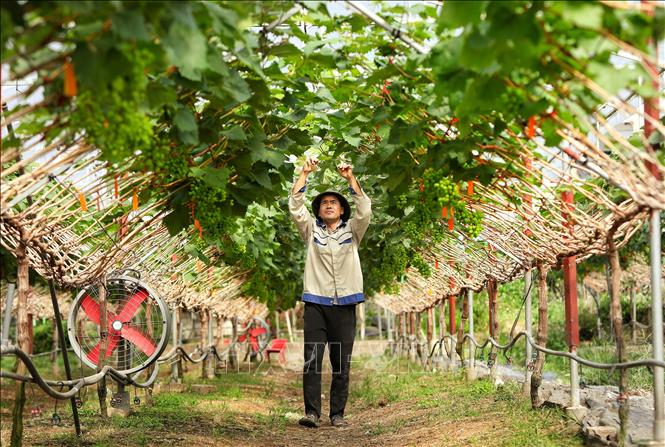 Vườn Nho sữa Hàn Quốc nhà anh Leo Văn Tươi ở xã Kiên Lao (tỉnh Bắc Ninh). Ảnh: Danh Lam -TTXVN