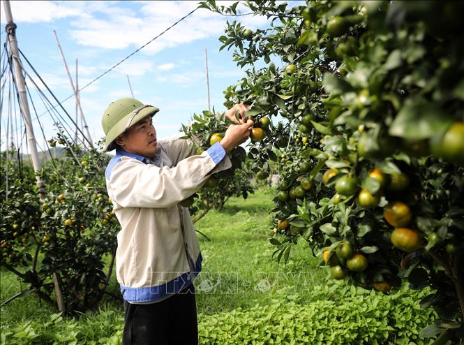Anh Leo Văn Tươi ở xã Kiên Lao (tỉnh Bắc Ninh) chăm sóc vườn cam. Ảnh: Danh Lam -TTXVN 