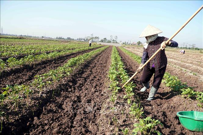 Người dân thôn Đô Lương, xã Vũ Quý (tỉnh Hưng Yên) chăm thúc cho cây khoai tây vụ Đông. Ảnh: Nguyễn Công Hải - TTXVN