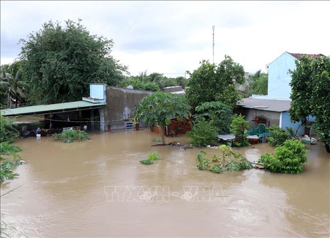 Nhiều địa phương ở xã Ninh Phước bị cô lập do mưa lũ sáng 20/11. Ảnh: Công Thử - TTXVN