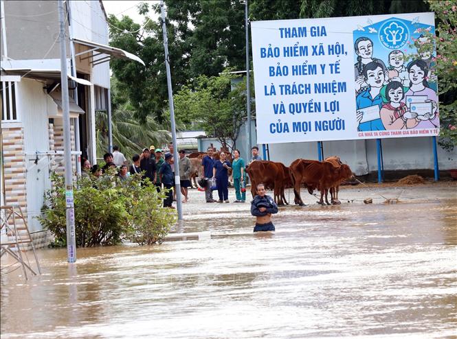 Nhiều địa phương ở xã Ninh Phước bị cô lập do mưa lũ sáng 20/11/2025. Ảnh: Công Thử - TTXVN